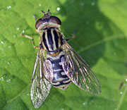 Hoover Flies